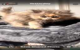 Ragdoll cats for sale: Ragdoll x Persian kittens  - Image 2