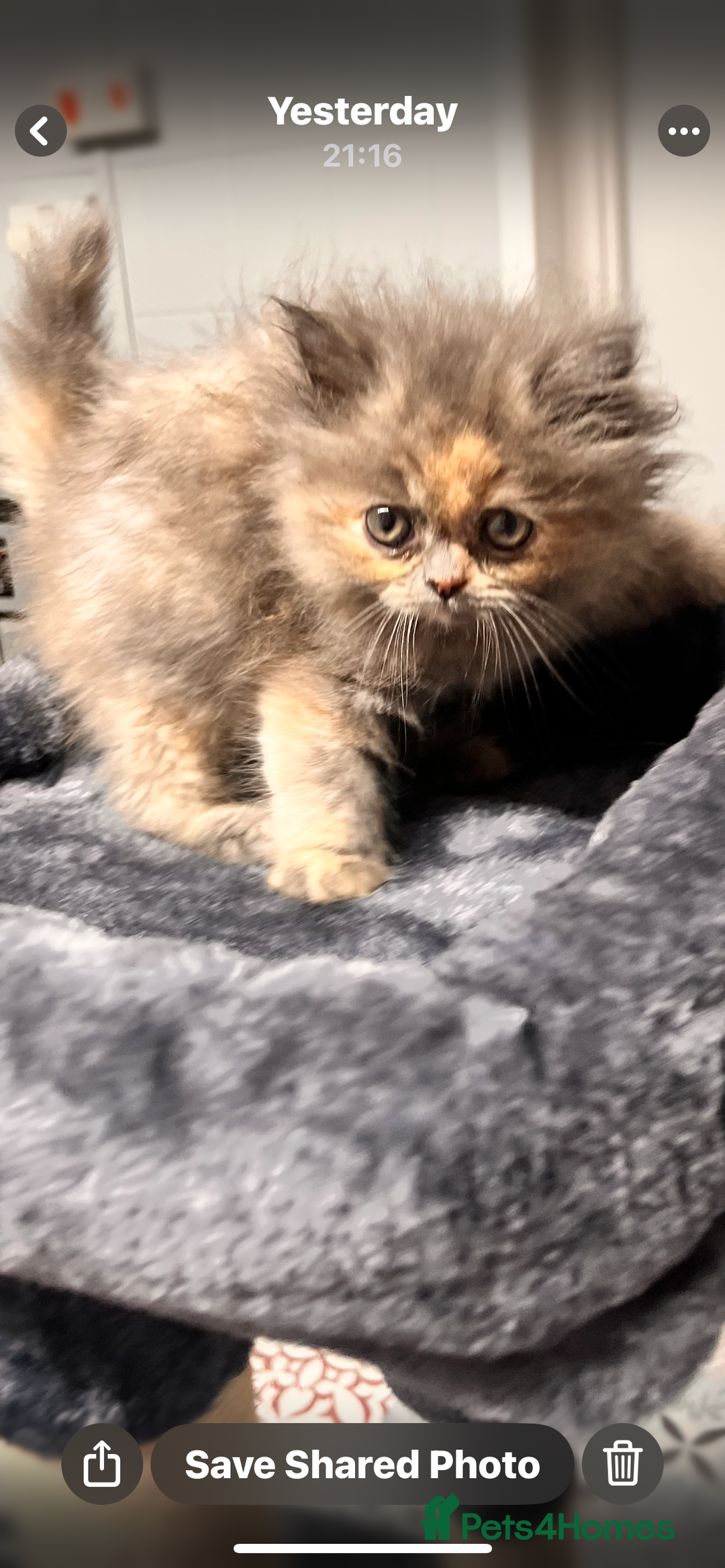 Ragdoll cats for sale: Ragdoll x Persian kittens  - Image 2