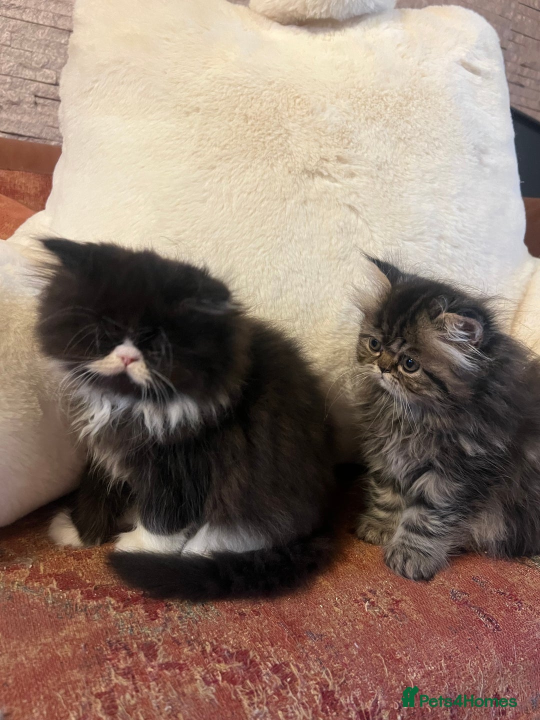 Persian cats for sale: Gorgeous Persian Kittens  - Advert 10