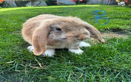 Mini Lop rabbits for sale: Mini Lop Rabbits For Sale  - Image 11
