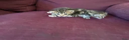 Mixed Breed cats for sale: 12 kittens available - Advert 9