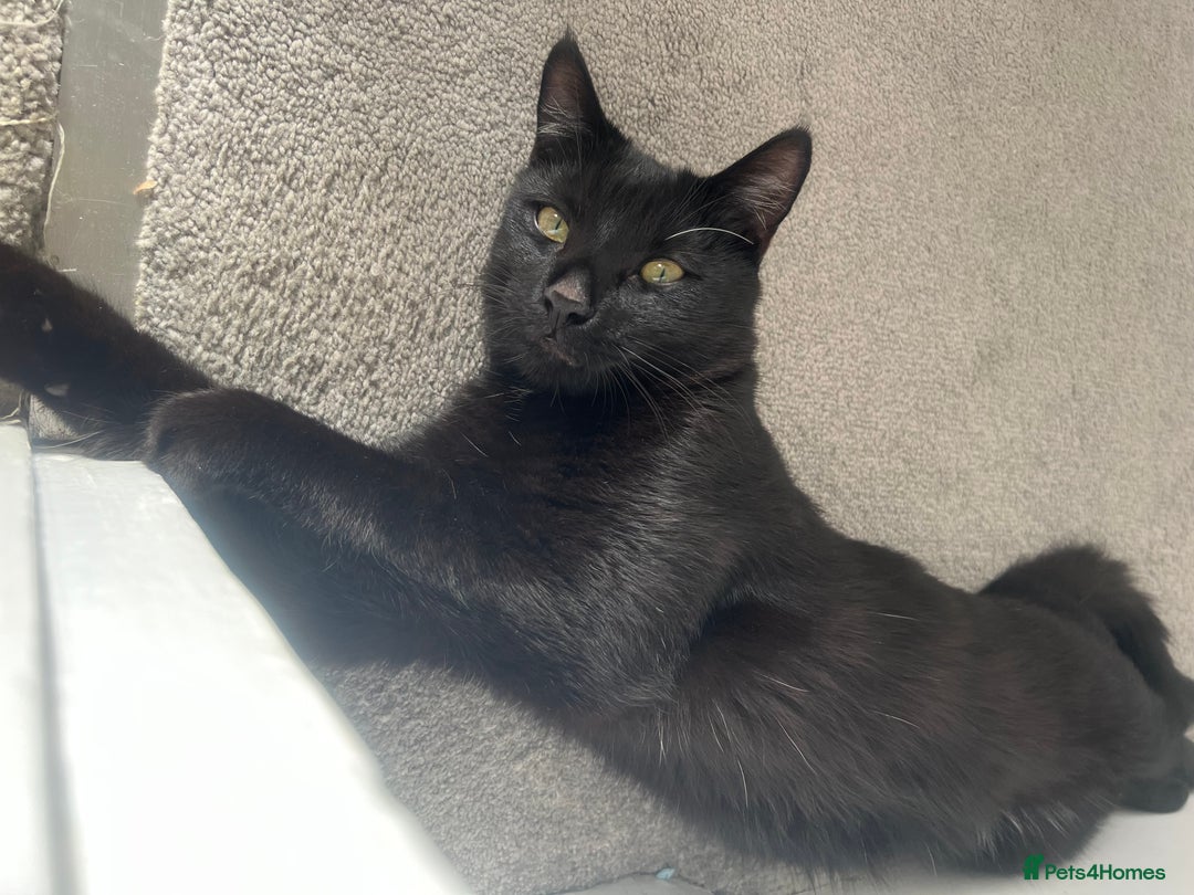 Bombay cats for sale: Misco is looking for his forever home 🐈‍⬛  - Advert 4