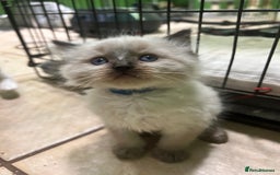 Ragdoll cats for stud: My beautiful PROVEN ragdoll for stud  in Cheltenham - Image 9