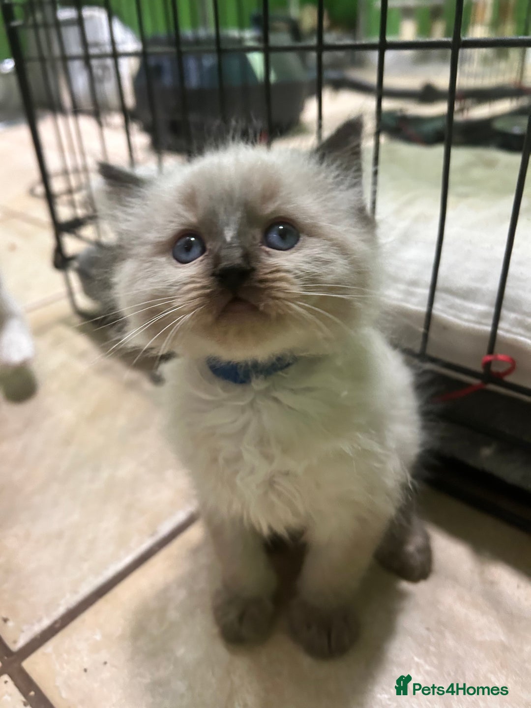 Ragdoll cats for stud: My beautiful PROVEN ragdoll for stud  in Cheltenham - Image 9