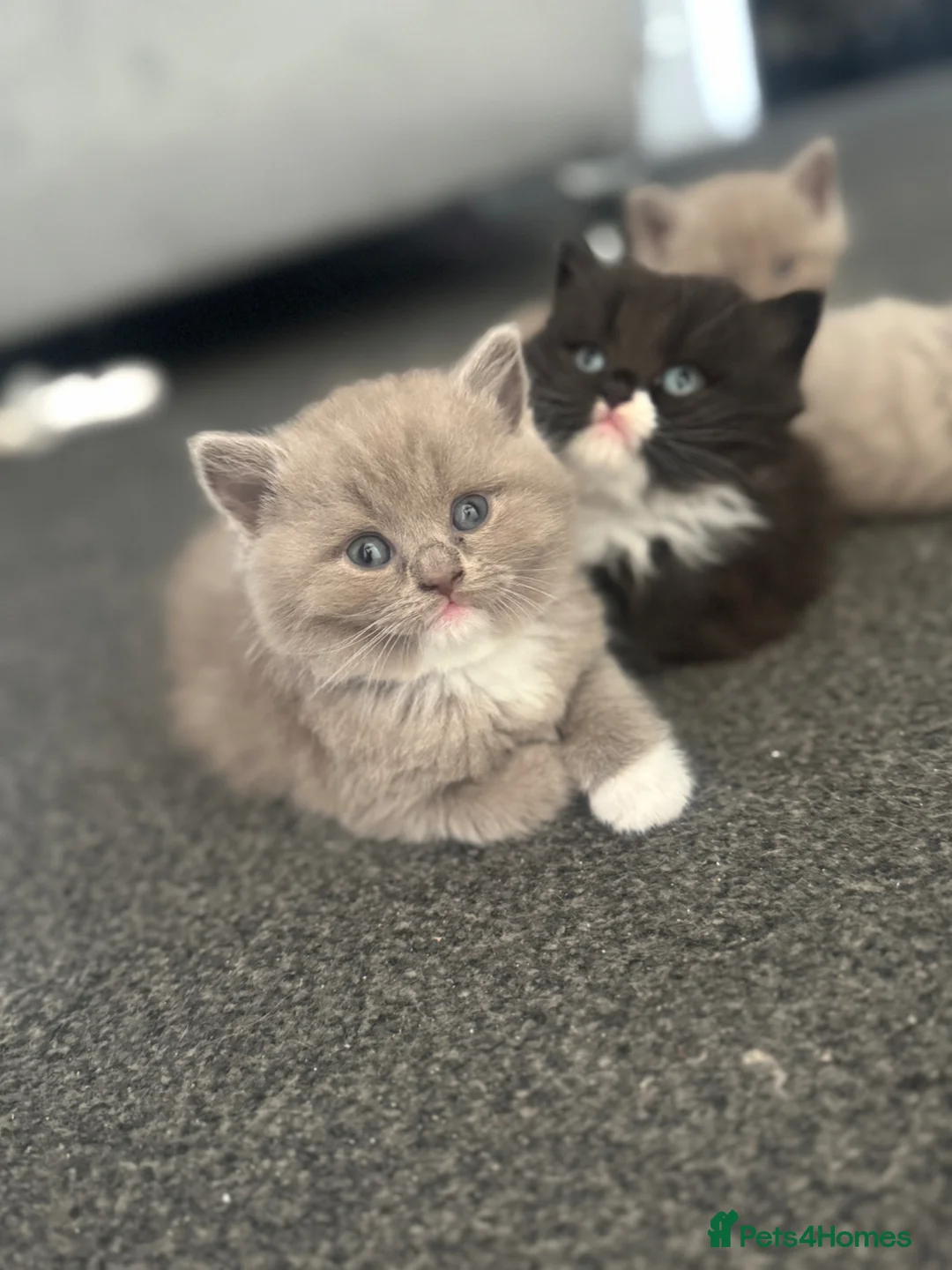 Mixed Breed cats for sale: British /snowshoe healthy kittens  in Carshalton - Advert 22