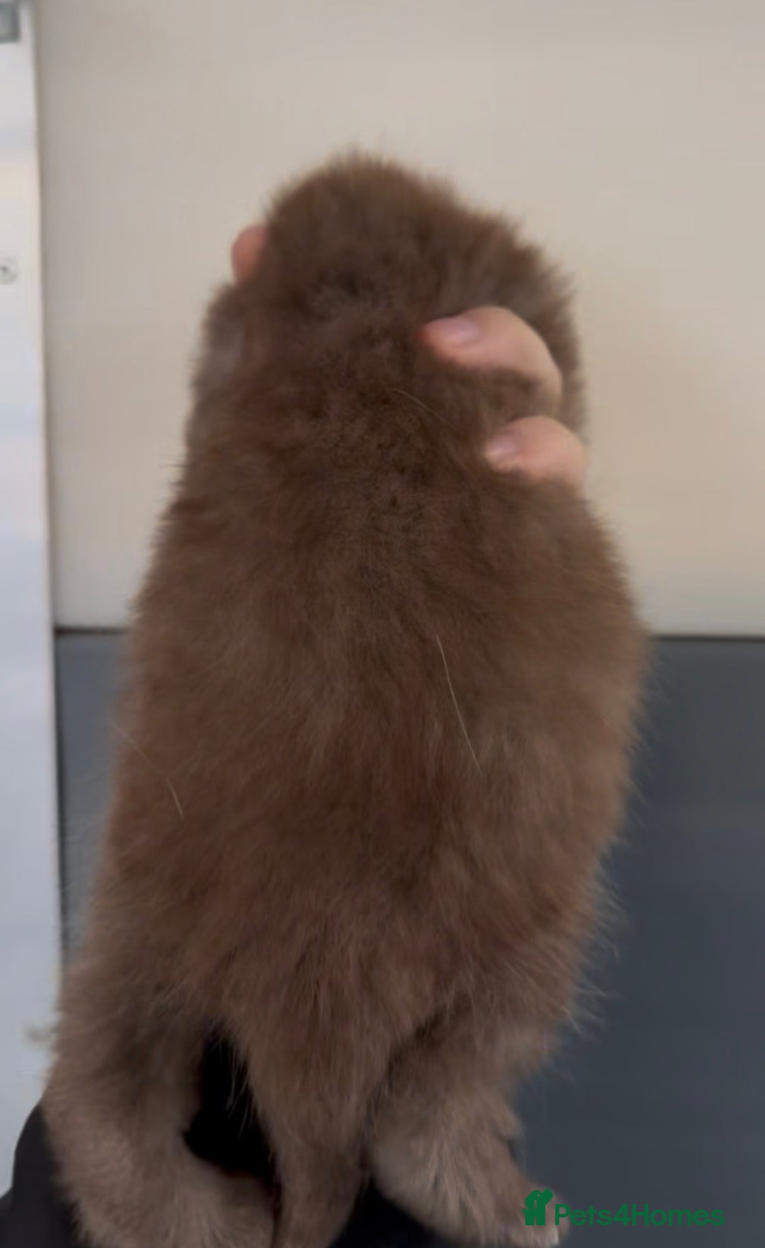 British Shorthair cats for sale: Beautiful chunky boys looking new home - Advert 9