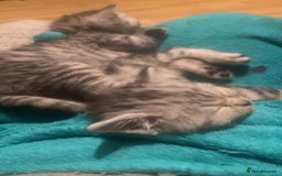 British Shorthair cats for sale: Rare silver tip British shorthair kittens - Advert 8