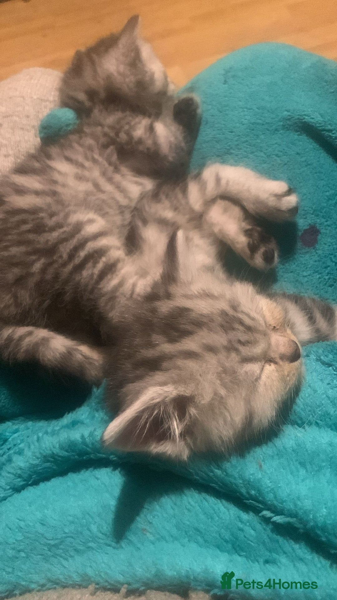 British Shorthair cats for sale: Rare silver tip British shorthair kittens - Advert 8