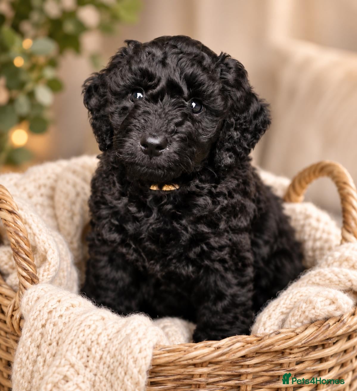 Labradoodle dogs for sale: 🐾 Multi Labradoodle Black Curly 10wk Puppy Girl  - Advert 13