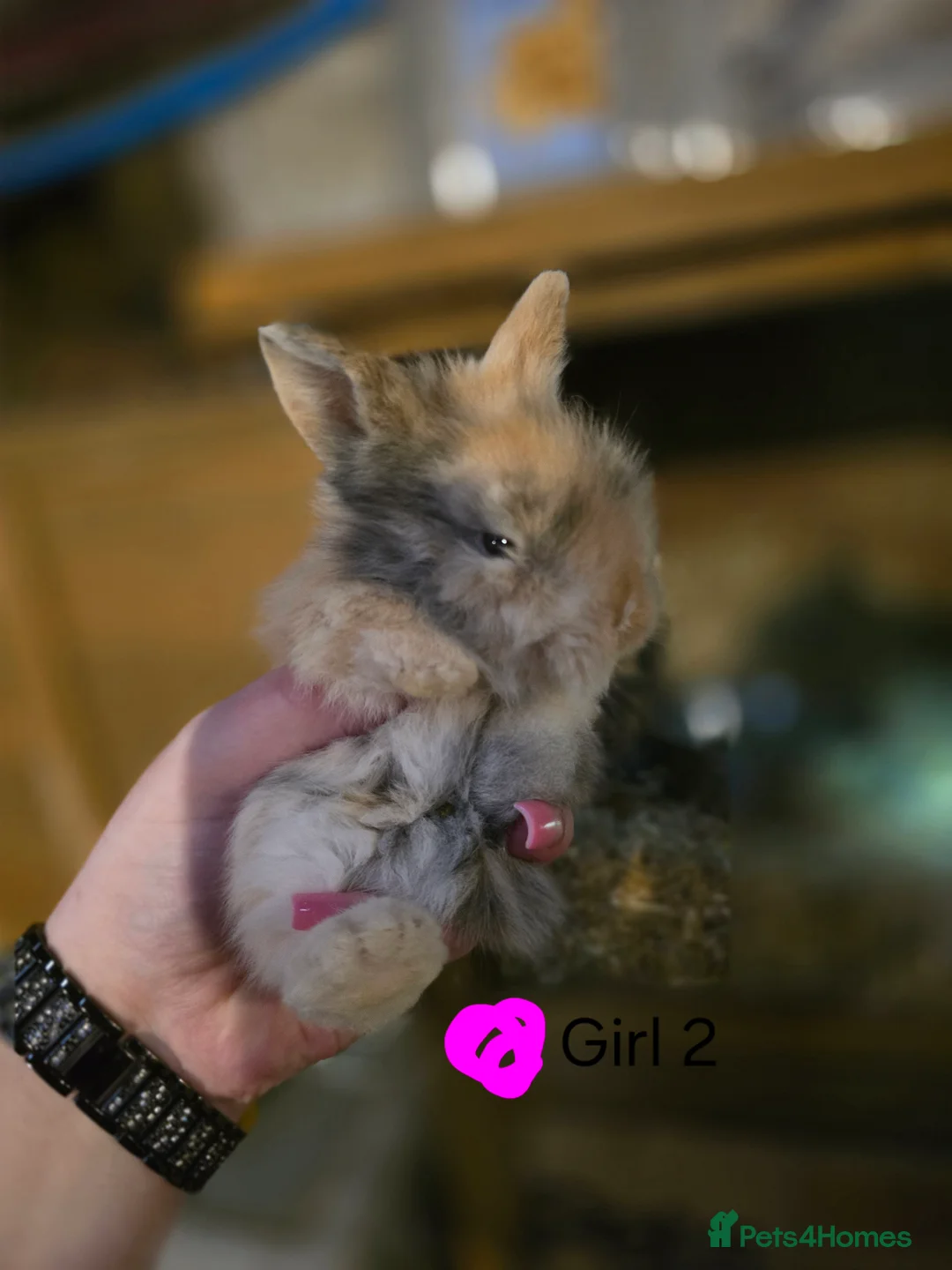 Lionhead rabbits for sale: Double Mained Lionheads Ready For Reserve  - Advert 2
