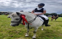 Connemara horses for sale: 💖BARBARA💖 - Image 2