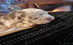 American Bully dogs for sale: Pocket Bully  - Image 5