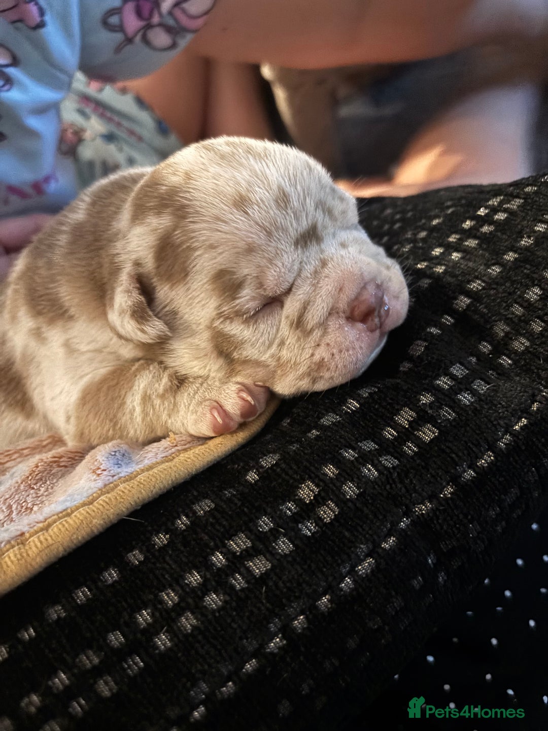 American Bully dogs for sale: Pocket Bully  - Image 5