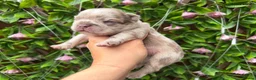 French Bulldog dogs for sale: Kc registered new shade french bulldogs  - Advert 9