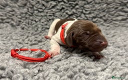 German Shorthaired Pointer dogs for sale: German Short Haired Pups - Serbian Blood Lines - Image 2