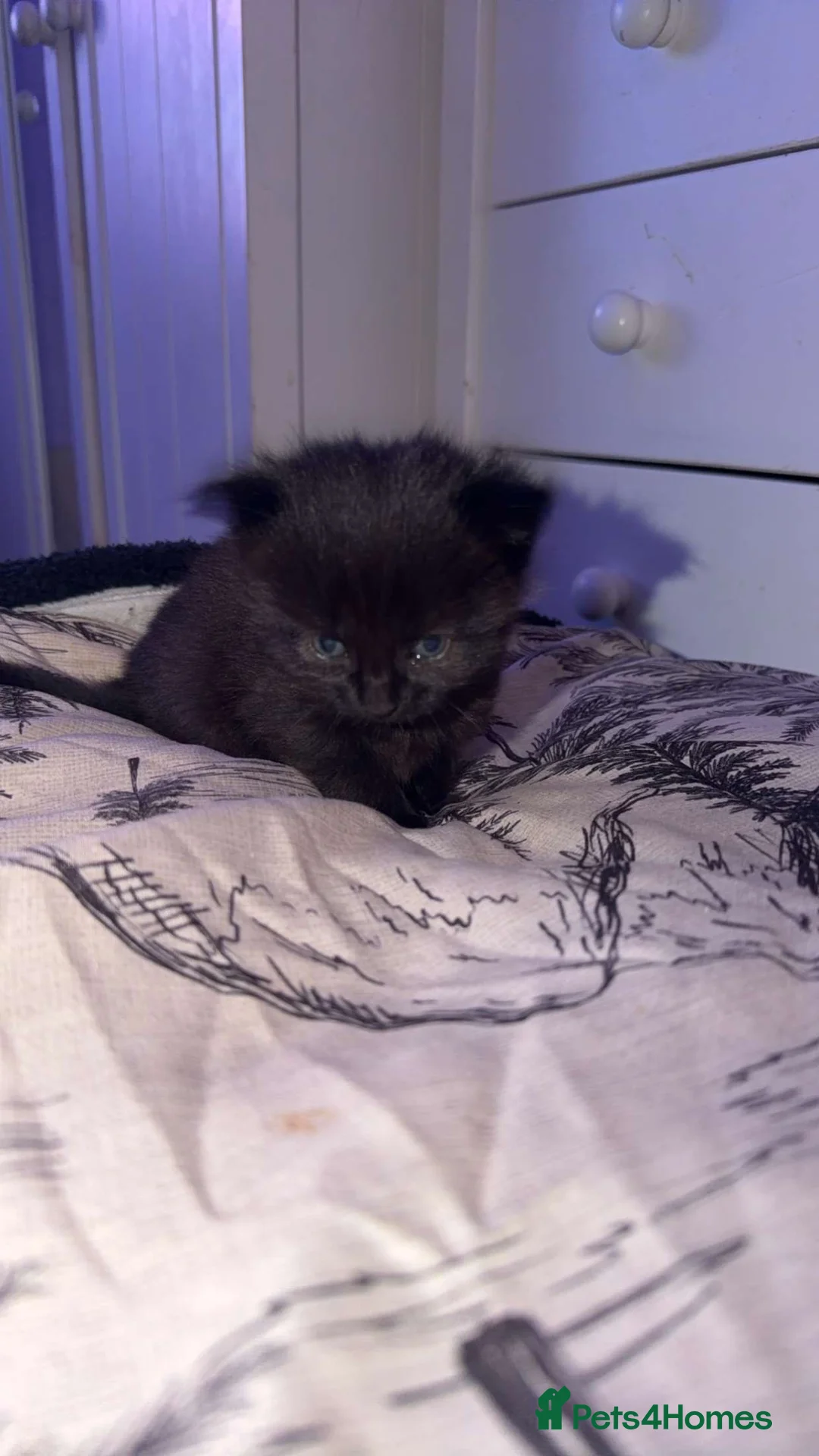 British Shorthair cats for sale: Kittens for sale  - Advert 4