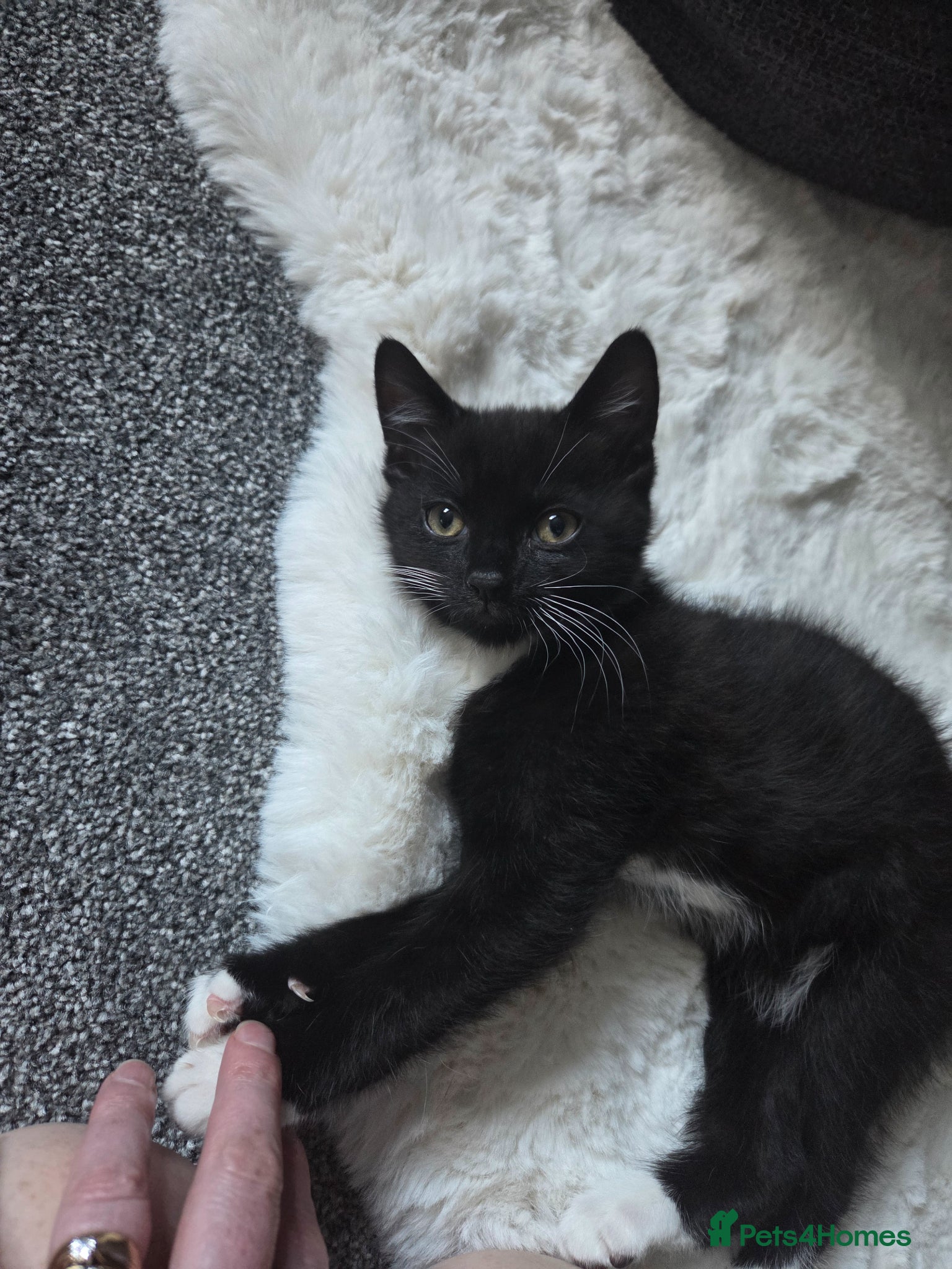 Mixed Breed cats 1 male kitten left - Advert 14