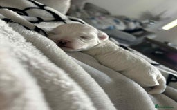 Maltese dogs for sale: Stunning Maltese pups for sale ready to go - Image 10