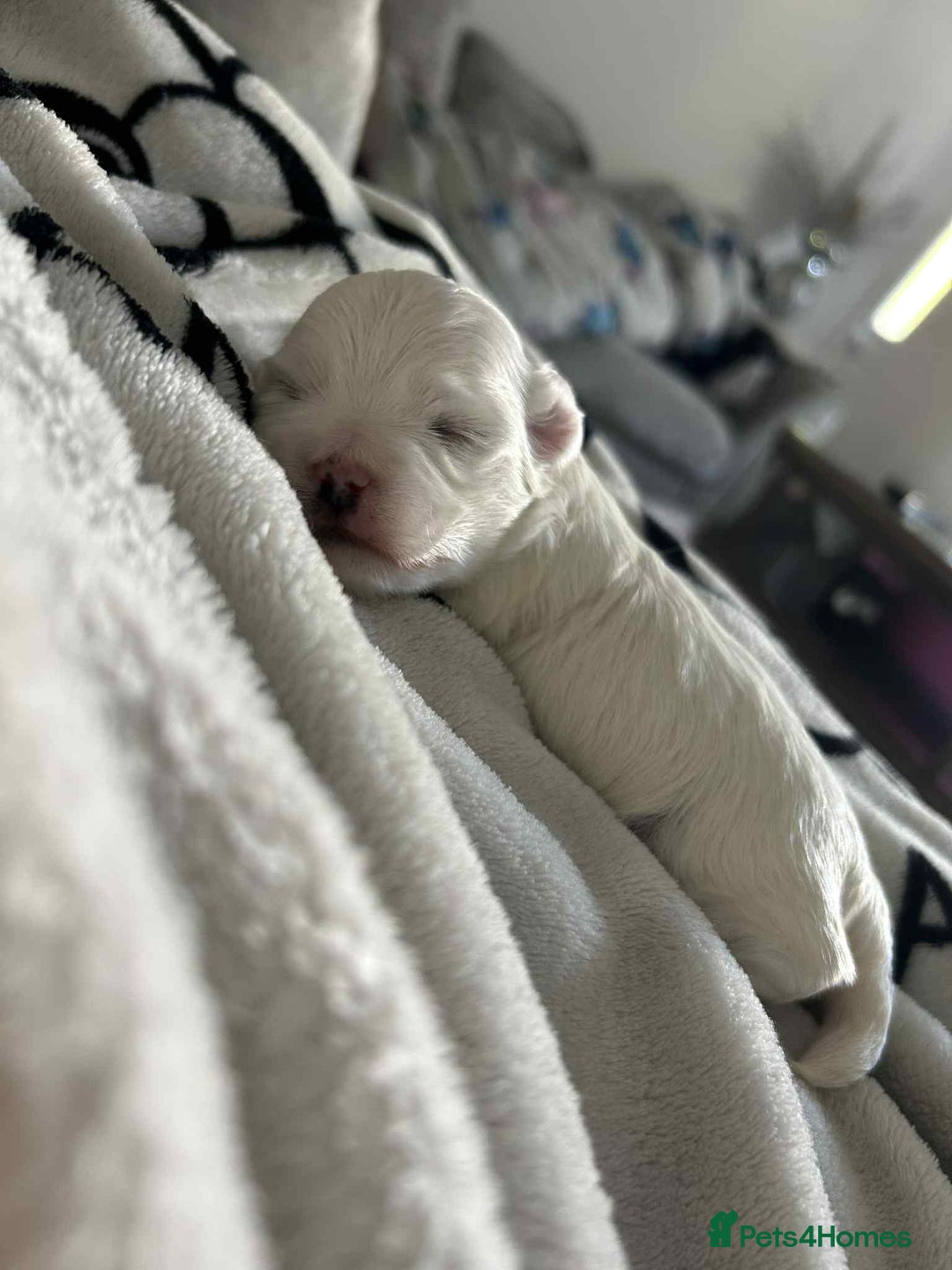 Maltese dogs for sale: Stunning Maltese pups for sale ready to go - Image 10