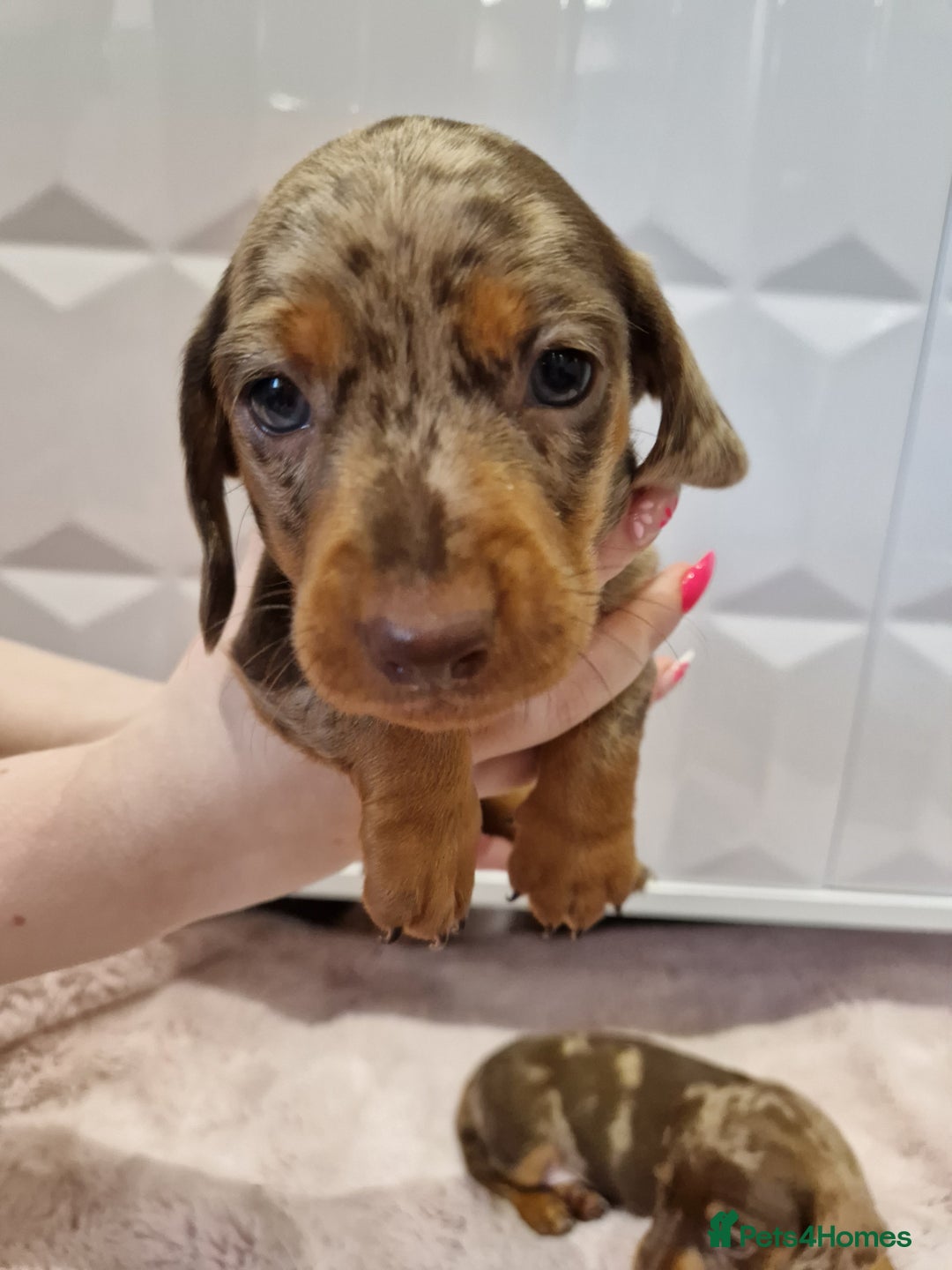 Miniature Dachshund dogs for sale: Available now💕🐾miniature dachshund  - Image 6