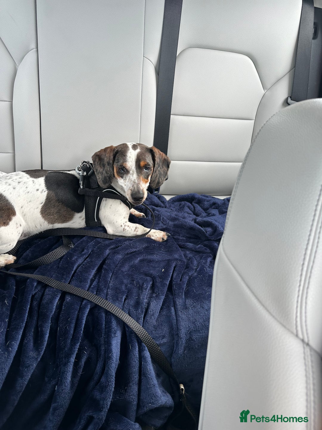 Dachshund dogs for sale: blue piebald Dachshund boys in need of a home - Image 8
