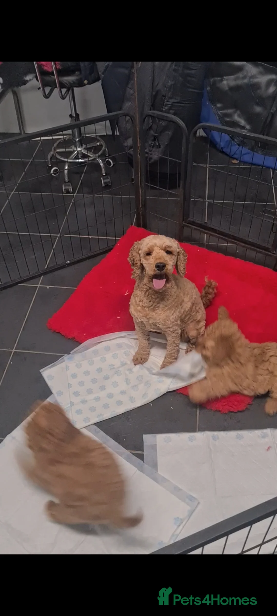 Cockapoo dogs for sale: Beautiful F1b Cockapoo Girls - Fully Vaccinated  - Advert 1