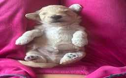 Cockapoo dogs for sale: Wonderful snuggle buddy  - Image 21