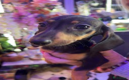 Dachshund dogs for sale: Dachshund puppy in Antrim - Image 3