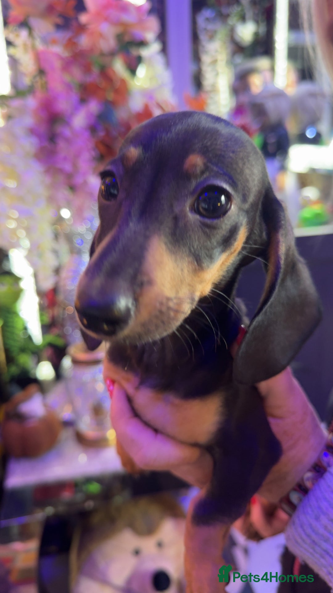 Dachshund dogs for sale: Dachshund puppy in Antrim - Image 3