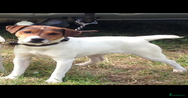 Jack Russell dogs Jack Russell pups - Advert 14