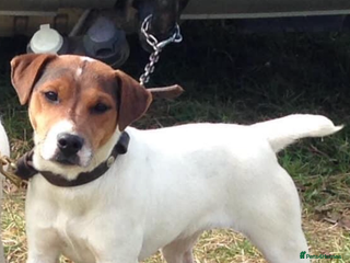 Jack Russell dogs Jack Russell pups - Advert 6