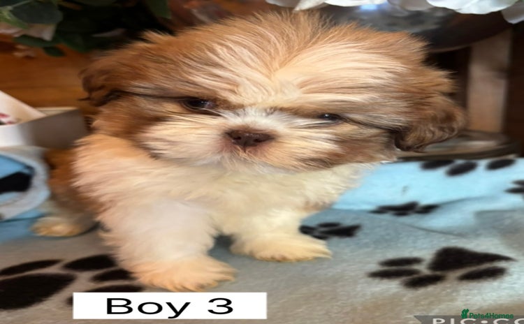 Shih Tzu dogs Four shih tzu boy puppy’s left! - Advert 6