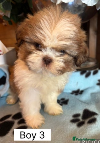 Shih Tzu dogs Four shih tzu boy puppy’s left! - Advert 6