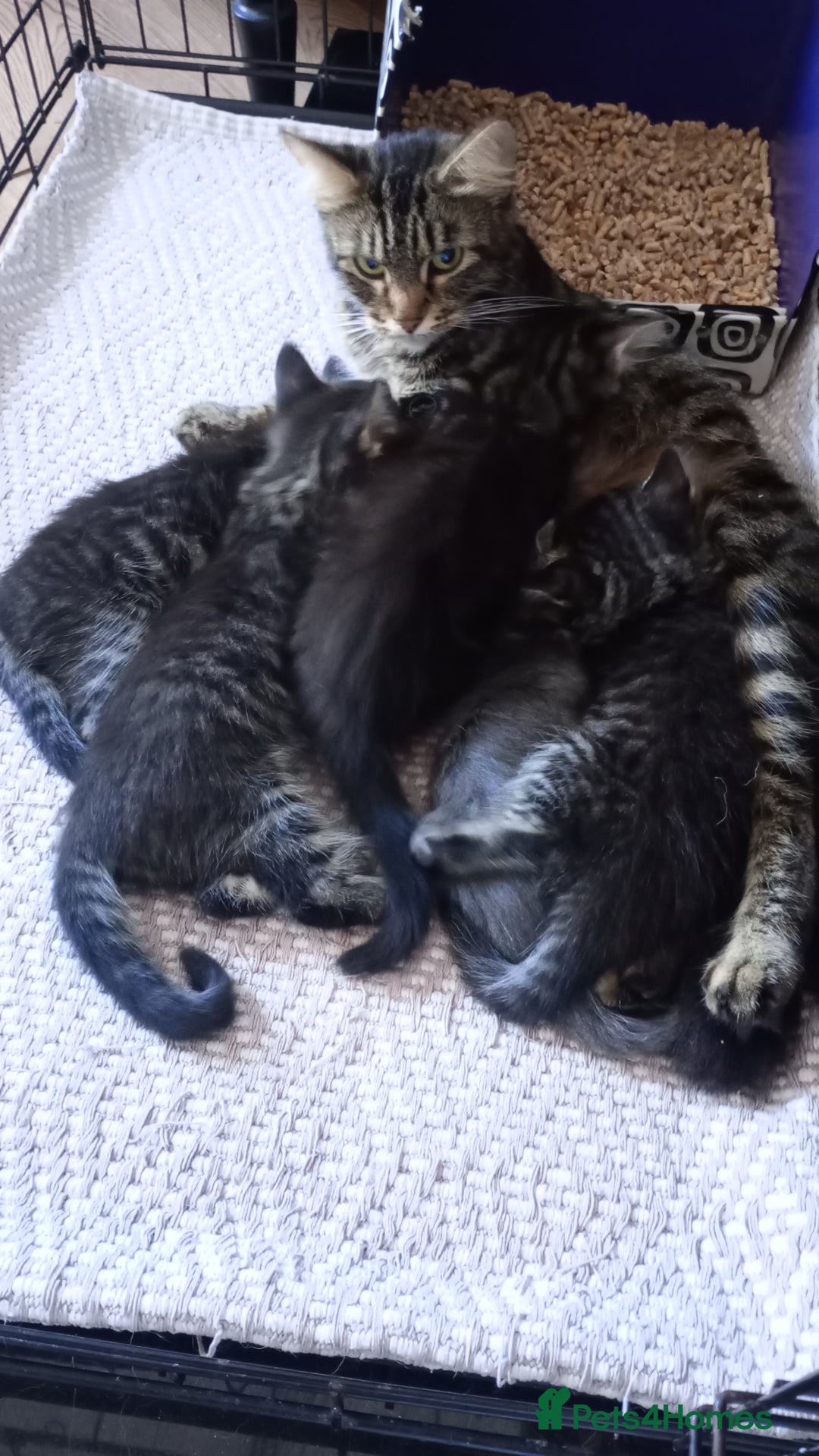 Mixed Breed cats for sale: Maine Coon and Bengal mixed breed kittens  - Image 10