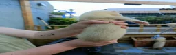 Ferret rodents for sale: Beautiful Ferret Kits for sale  - Advert 7