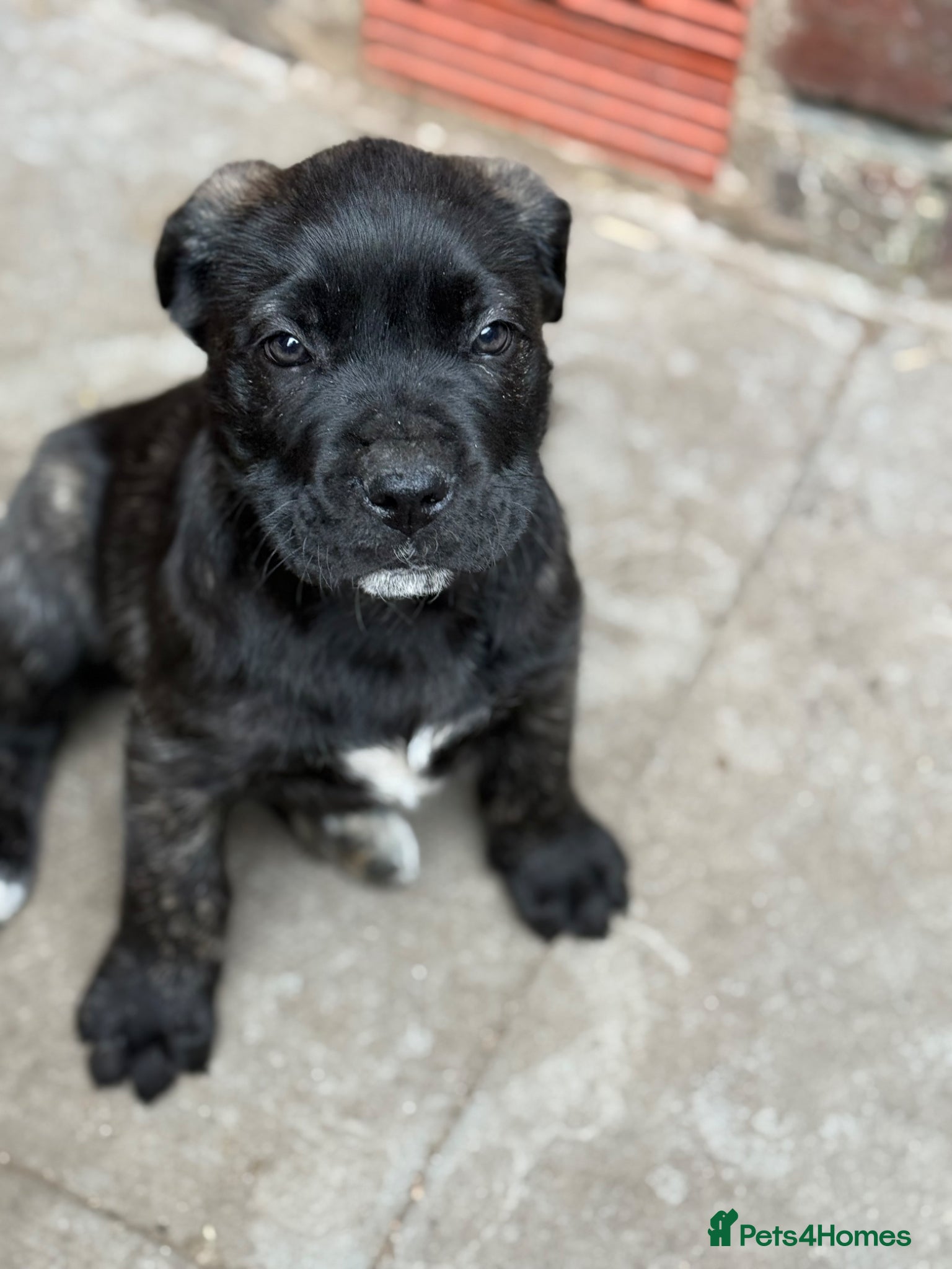 Presa Canario dogs Last 3 🏆Champion Blood presa Canario pups!! - Advert 1