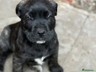 Presa Canario dogs Last 3 🏆Champion Blood presa Canario pups!! - Advert 1