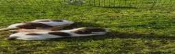 English Springer Spaniel dogs for sale: Stunning KC Working Springer Pups –FTCH Bloodlines - Advert 5