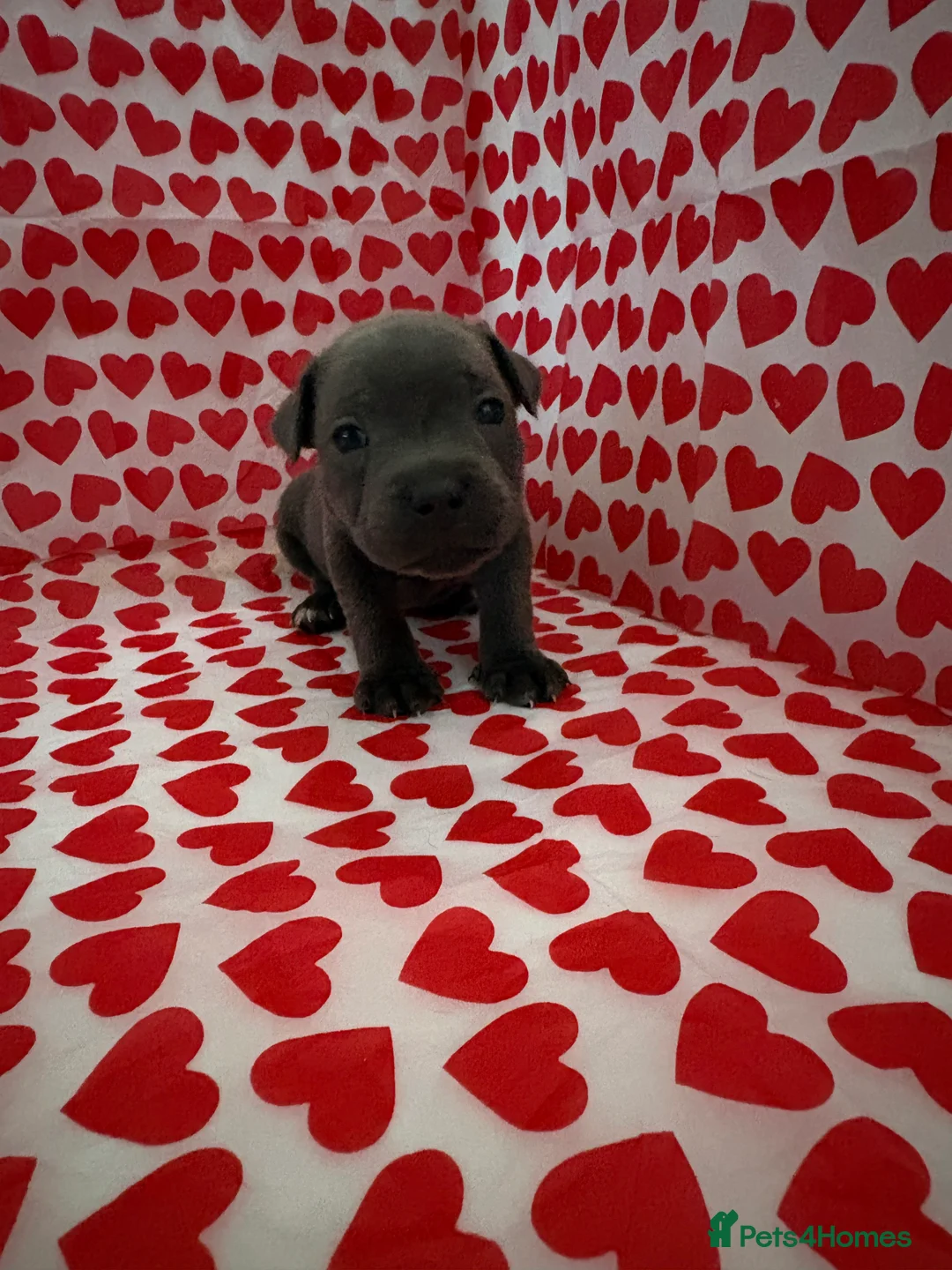 Staffordshire Bull Terrier dogs for sale: Blue staffy puppies, kent - Advert 2