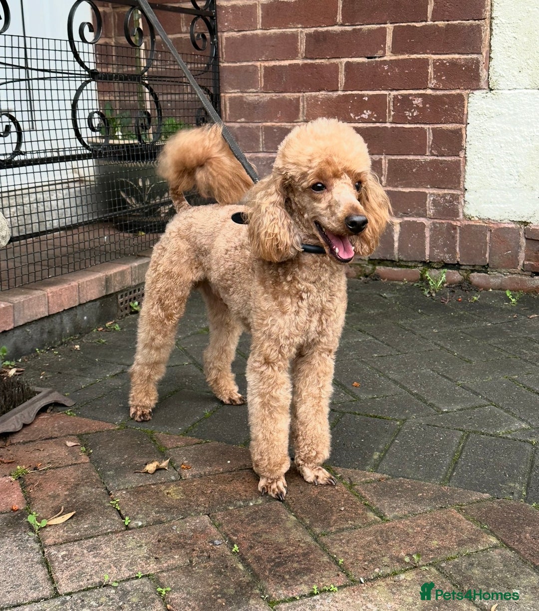 Cavapoo dogs for sale: Health Tested F1 TOY Cavapoo Puppies  - Advert 22