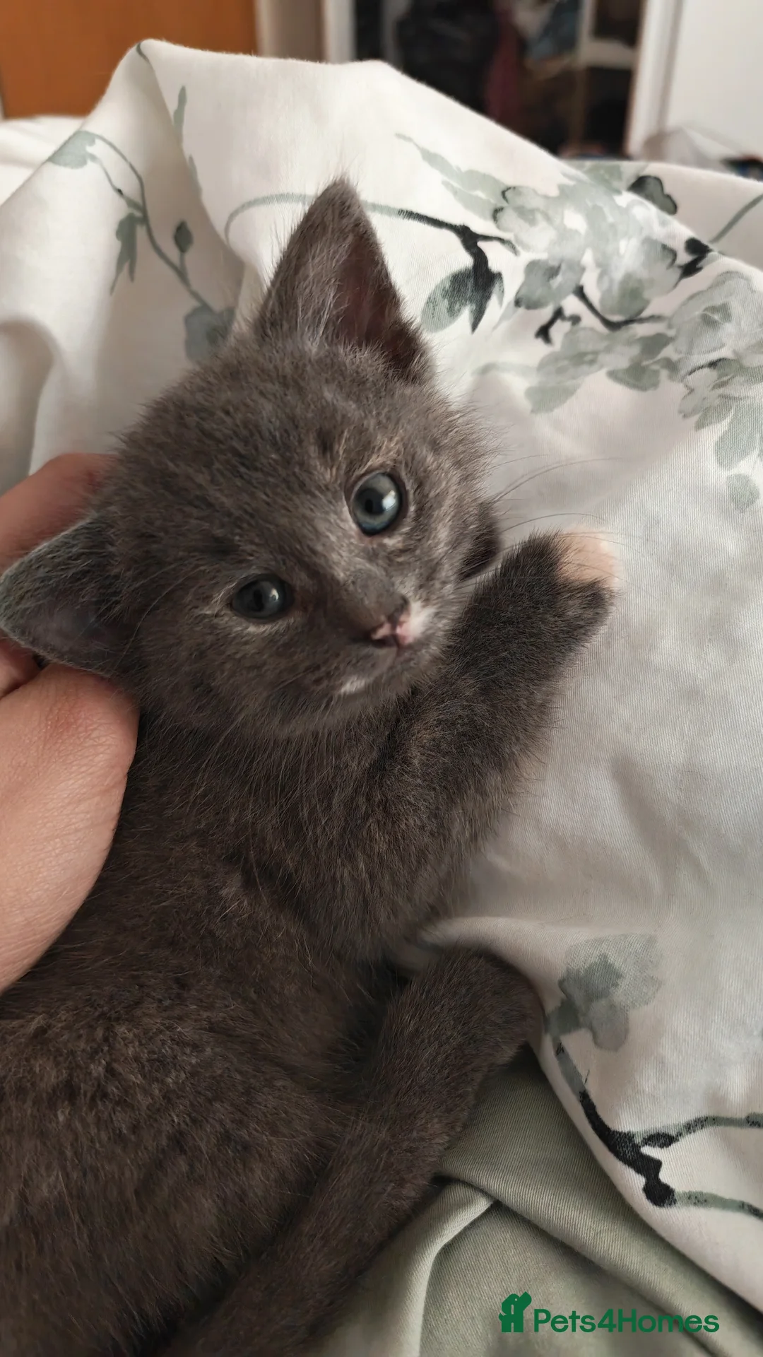 Mixed Breed cats for sale: Cute little grey kitten left - Advert 8