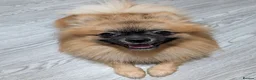 Mixed Breed dogs for sale: Cavajack x Pomeranian puppies  in Dereham - Advert 34