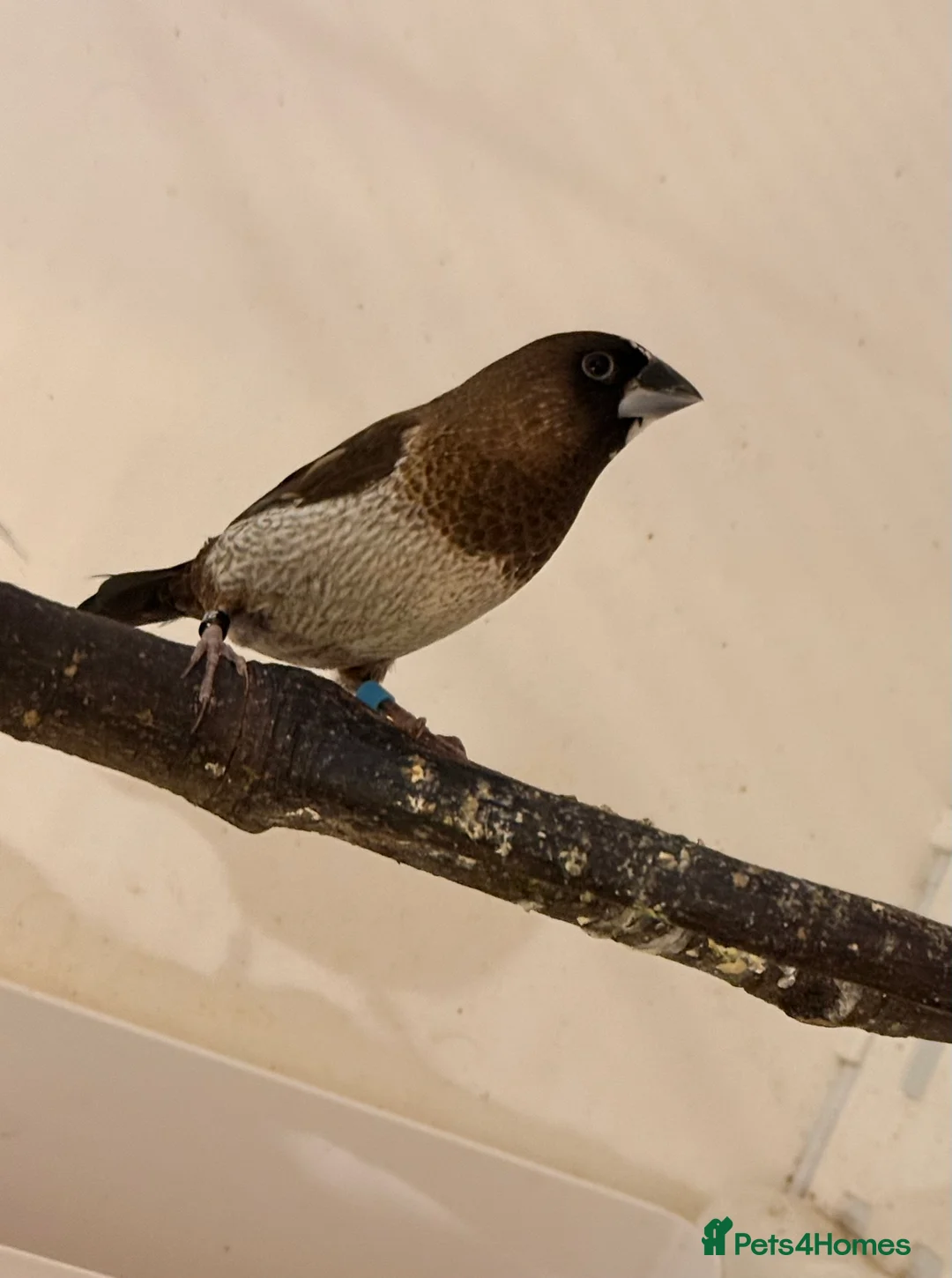 Finches birds for sale: Bonded Bangelese finches for sale   - Advert 13