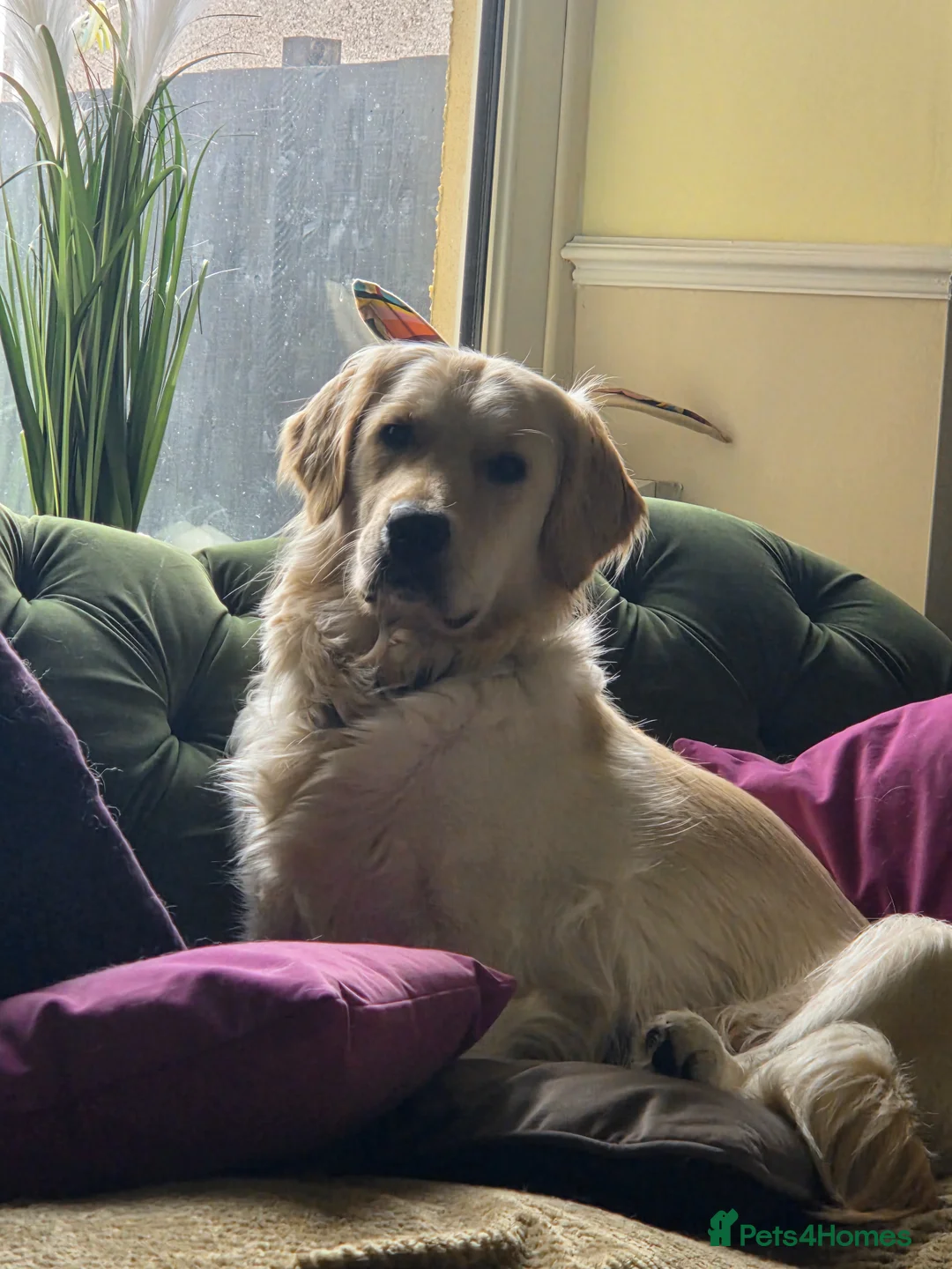 Golden Retriever dogs for sale: Golden retriever puppies  - Advert 2
