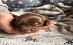 Dachshund dogs for sale: Beautiful dachshund puppies - Image 11