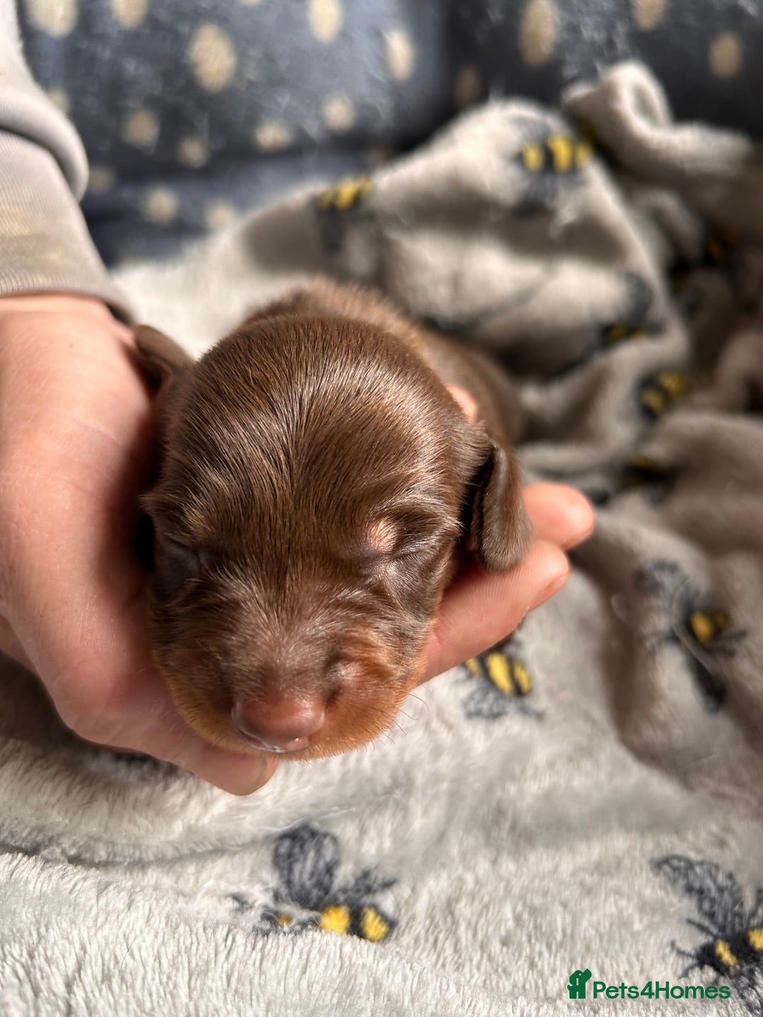 Dachshund dogs for sale: Beautiful dachshund puppies - Image 11