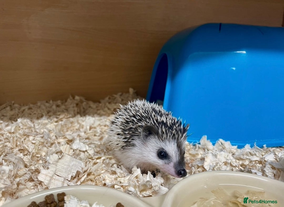 Pygmy Hedgehog rodents for sale: Baby African Pygmy Hedgehogs Male & Female Pinto - Advert 2