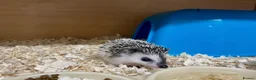 Pygmy Hedgehog rodents for sale: Baby African Pygmy Hedgehogs Male & Female Pinto - Advert 2