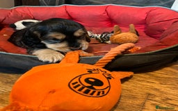 Cocker Spaniel dogs for sale: Three male cocker spaniel puppies for sale - Image 3
