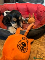 Cocker Spaniel dogs - Advert 1
